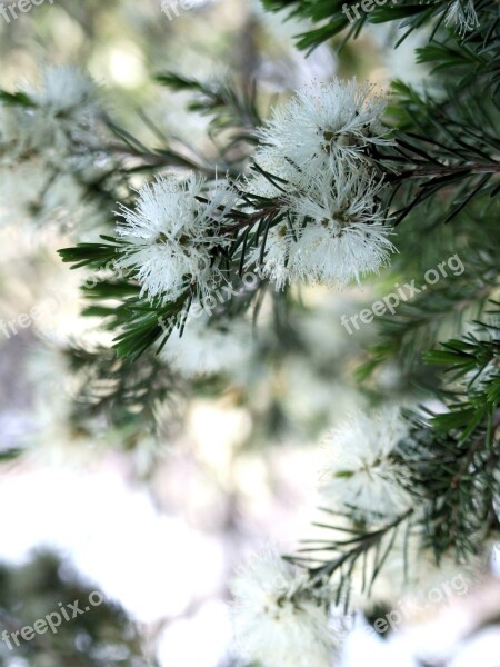 White Bottlebrush Callistemon Salignus Willow Bottlebrush Melaleuca Salicina Australia