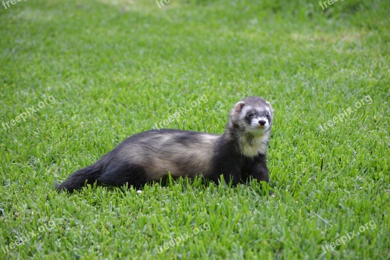 Huron Hurolates Pets Ferrets Free Photos