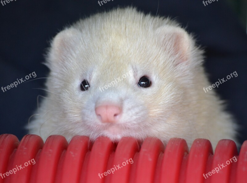 Huron Hurolates Pets Ferrets Free Photos