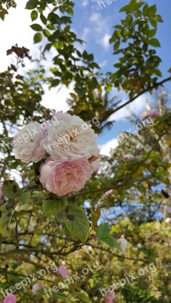 Rosa White Rose Flower White Nature