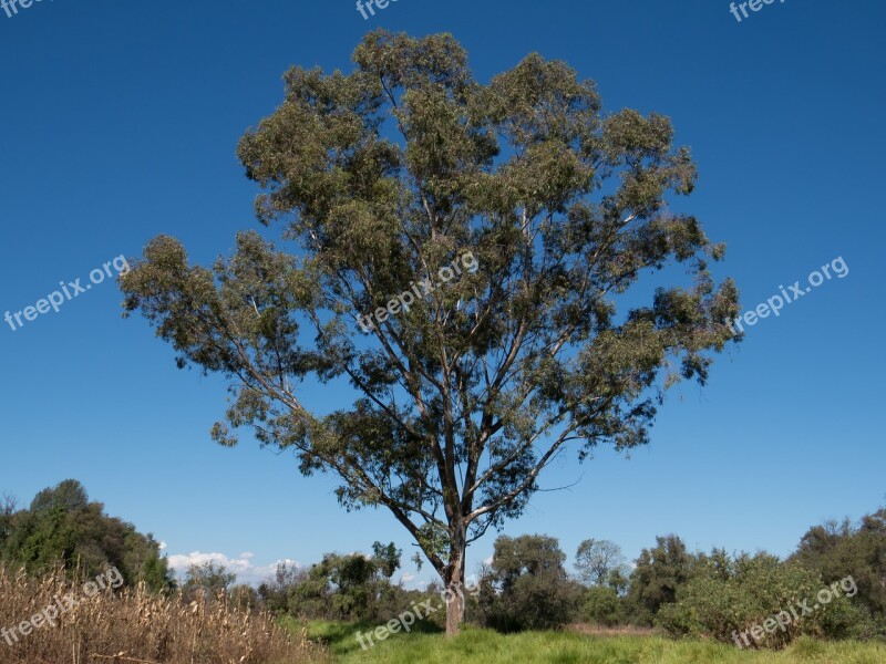 Tree Camphor Mexico Free Photos