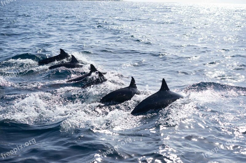 Philippines Dolphin Nature Ocean Wildlife