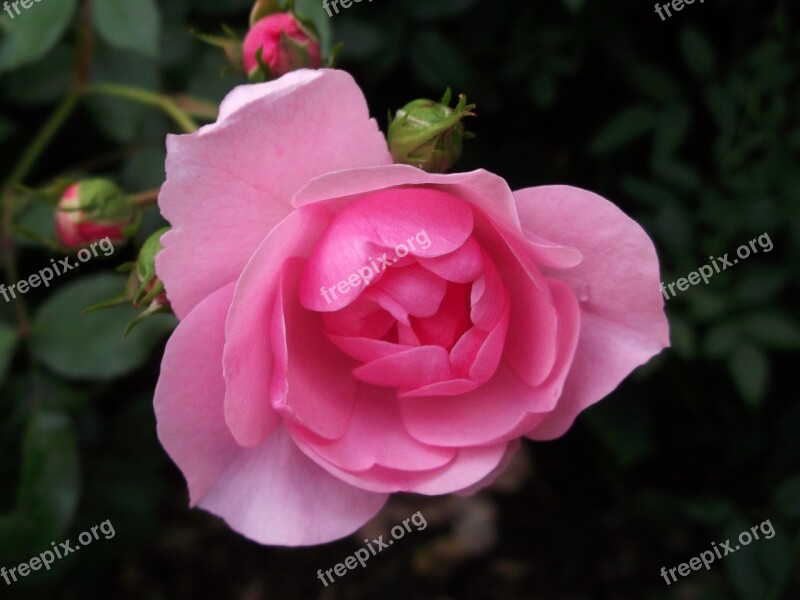 Rose Pink Garden Roses Free Photos