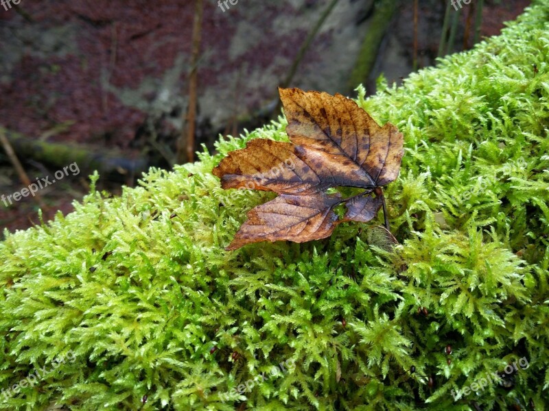 Moss Autumn Forest Floor Nature Forest