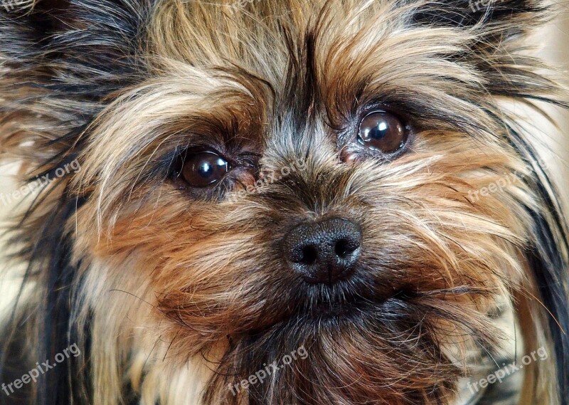 My Szofy Face Yorkie Dog Facial Hairy