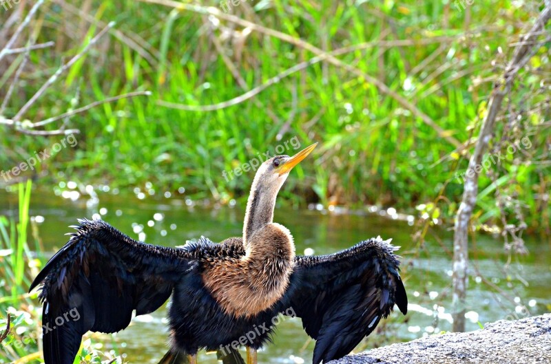 Vulture Everglades National Park Florida Wild