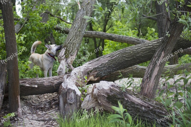 Forest Beavers Dog Animal Tree