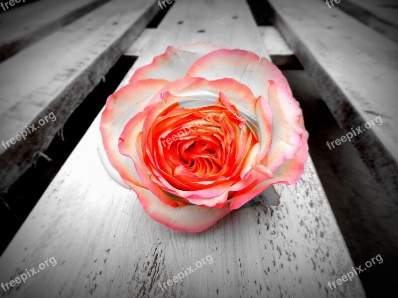 Rose Flower Blossom Bloom Pink