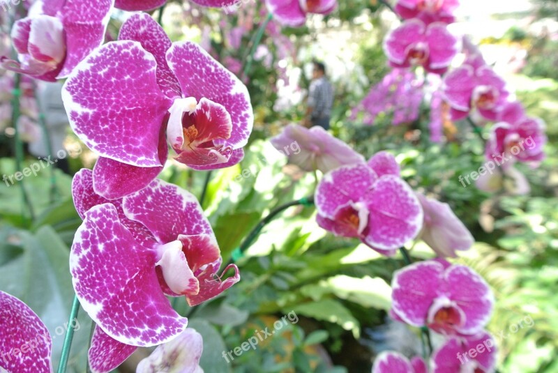 Flowers Orchid Nature Pink Purple