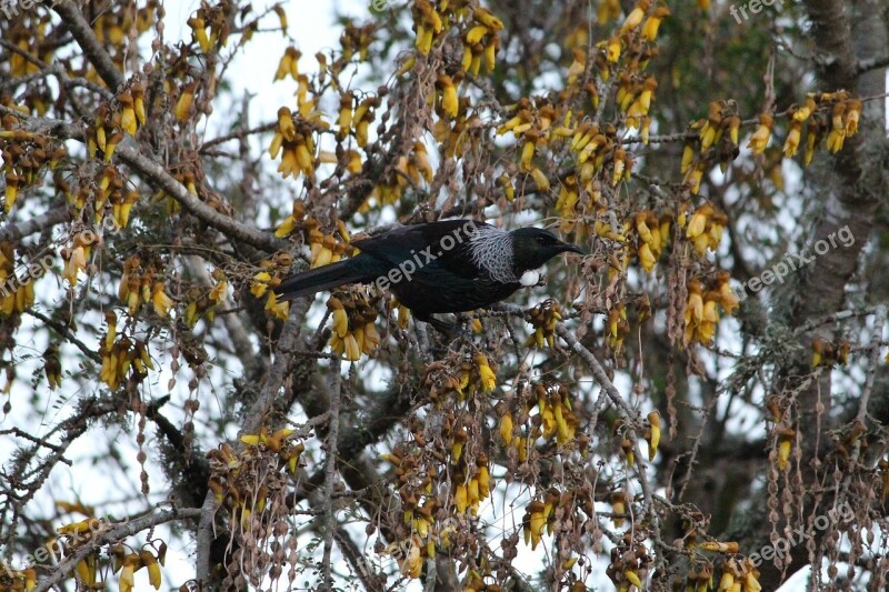 Tui Tui Bird New Zealand Bird