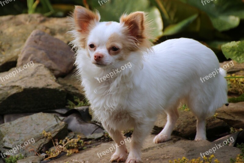 Chihuahua German Longhaired Pointer Dog Animal Pet