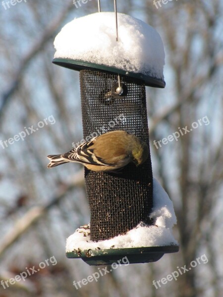 Bird Goldfinch Gold Finch Snow