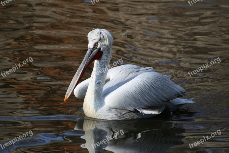 Bird Water Wave Dalmatian Pelican Birds