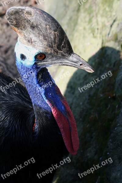 Bird Winged Do Not Fly Cassowary Bone