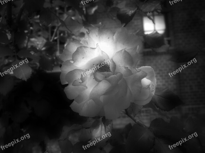 Flower Light Nature Light And Shadow Plant