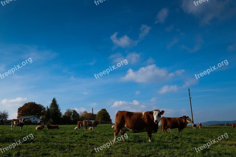 Landscape Meadow Cows Nature Field