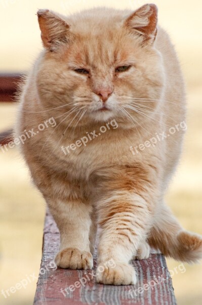 Cat Walking Orange Tabby Orange Tabby