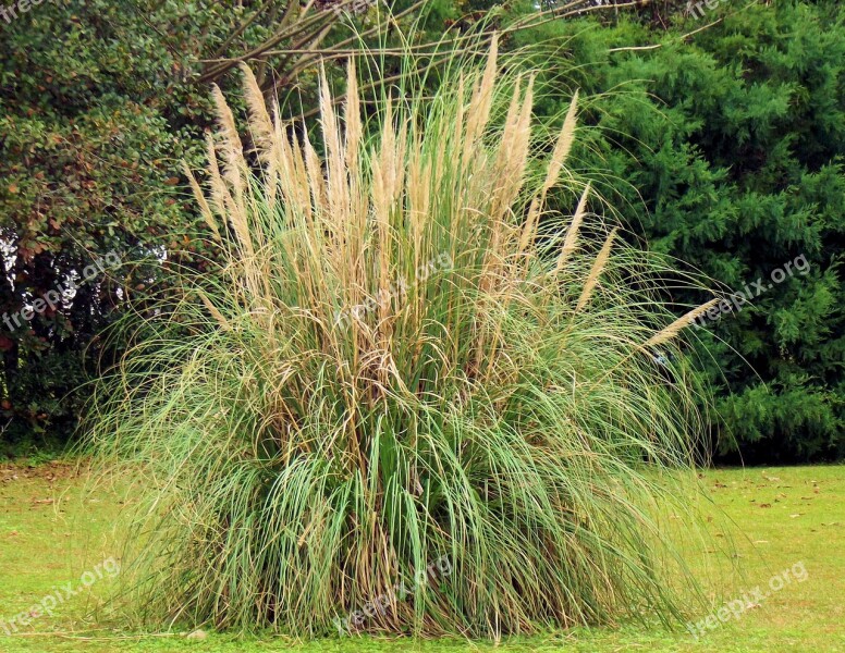 Pampas Grass Dangerous Rodent Hideaways Nature Fauna