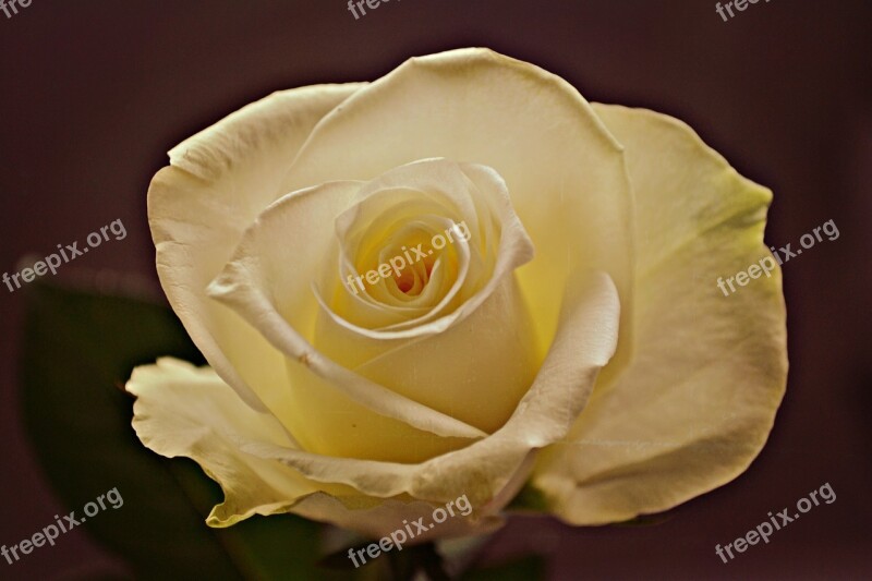 Flower Rose Nature White Rose Plant