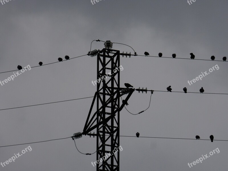 Electric Cables Pigeons Birds Electrical Tower Cloudy