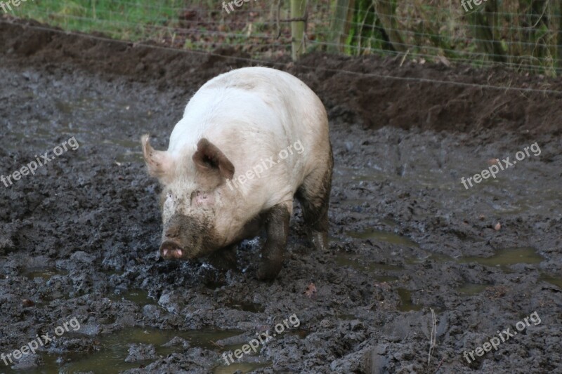 Domestic Pig Pig Mud Dirt Farm