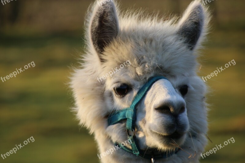 Alpaca Livestock Face Mammal Fluffy