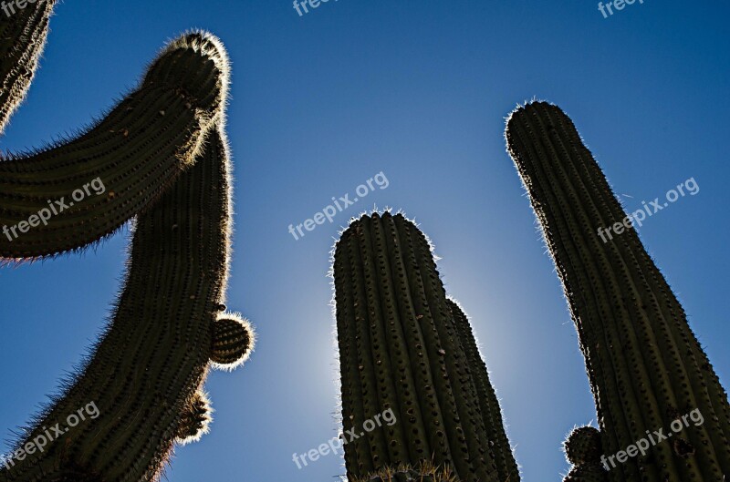 Backlight Cardon Sky Free Photos