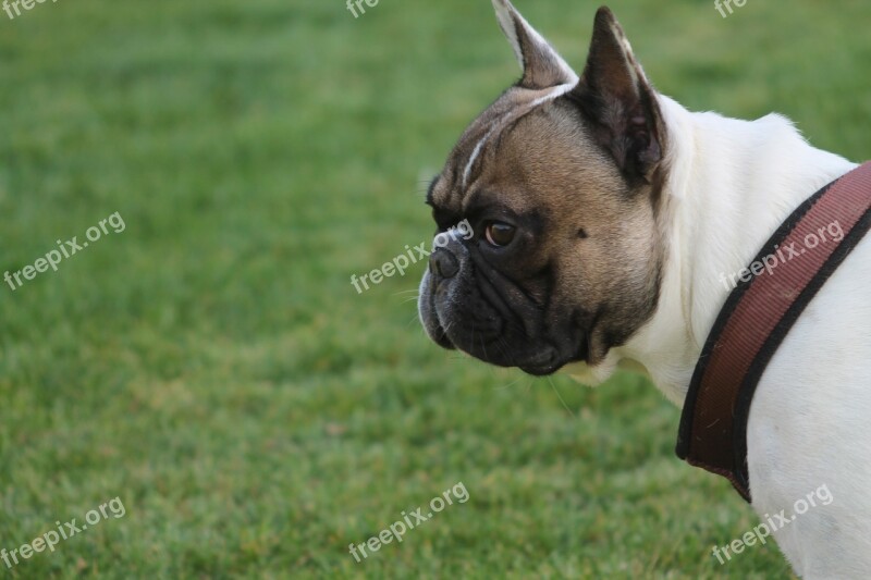 Dog Pets French Bulldog Free Photos