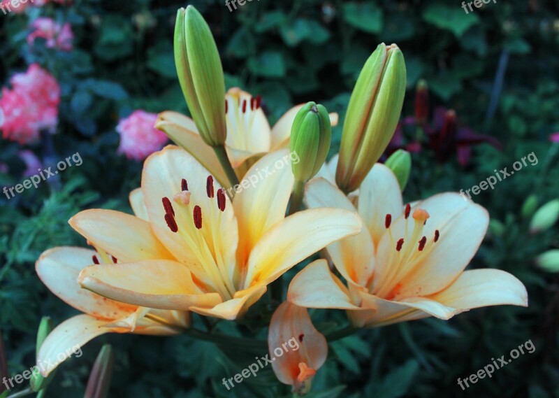 Flowers Lily Macro Photography Beautiful Flower Free Photos