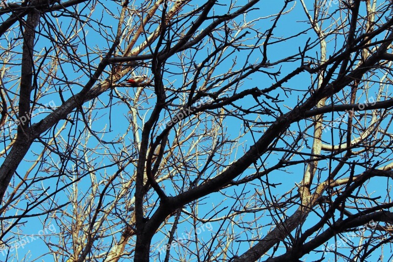 Woodpecker Bird Tree Sky Free Photos