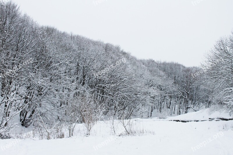 Forest Winter Winter Forest Snow Free Photos