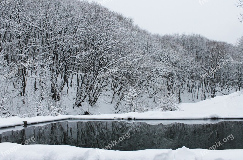 Forest Winter Snow Winter Forest Nature