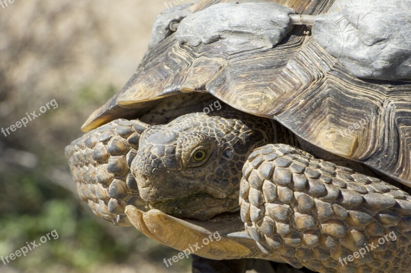 Desert Tortoise Macro Wildlife Reptile Nature