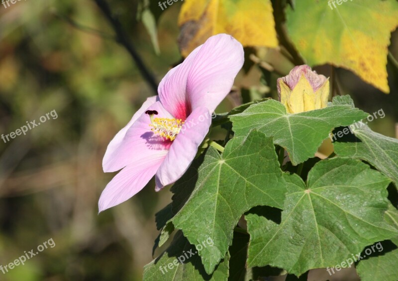 Mallow Flower Blossom Bloom Plant