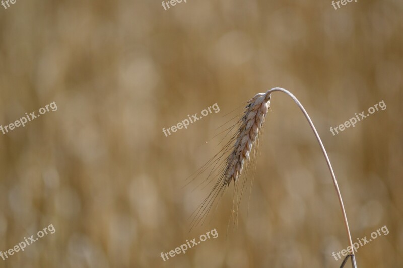 Grain Ear Field Nature Summer