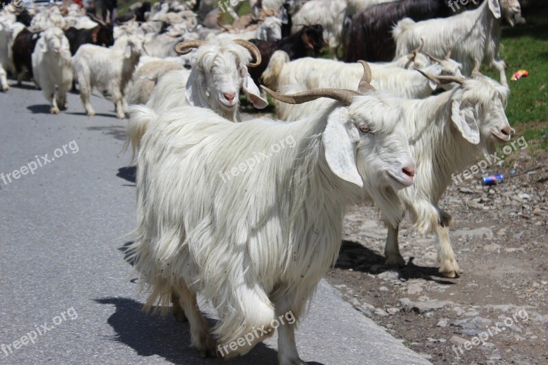 Manali Himachal Goat Snow Rohtang