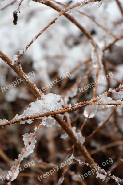 Snow Winter Christmas Landscape Branch Ice