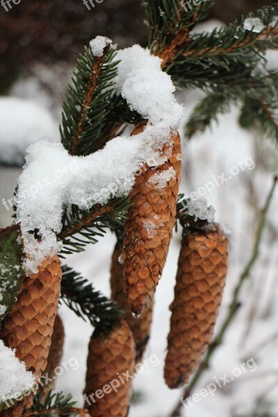 Snow Winter Pine Cones Christmas Landscape Needles