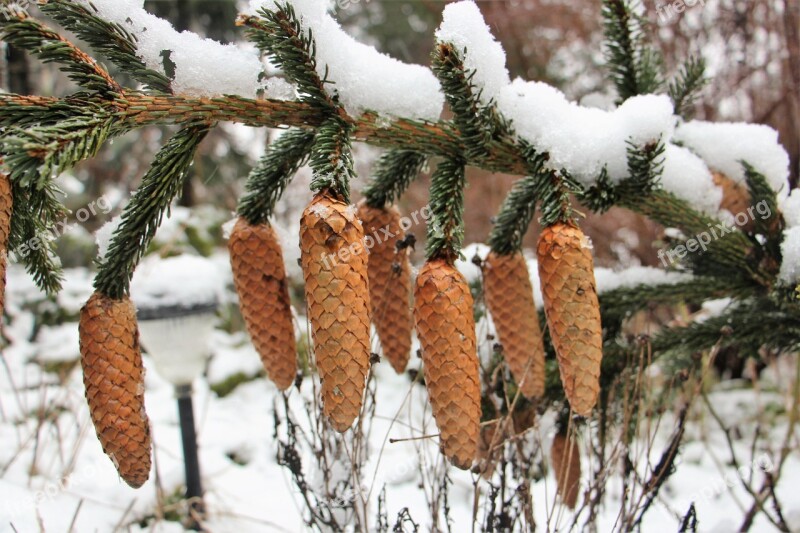 Snow Winter Pine Cones Christmas Landscape Needles