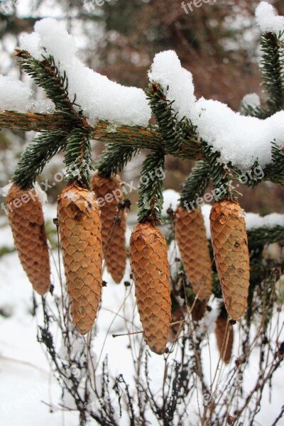 Snow Winter Pine Cones Christmas Landscape Needles