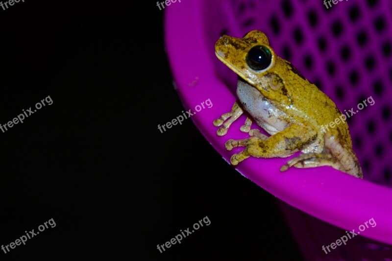 Frog Amphibious Animal Free Photos