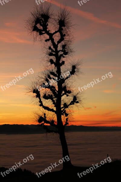 Eichenberg Lake Constance Abendstimmung Tree Oak