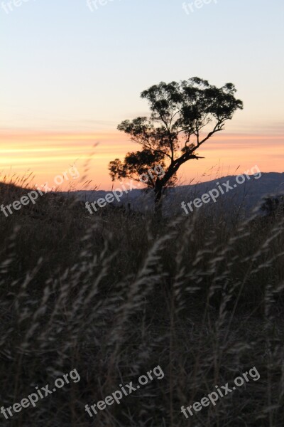 Sunset Wheat Landscape Field Wheat Field