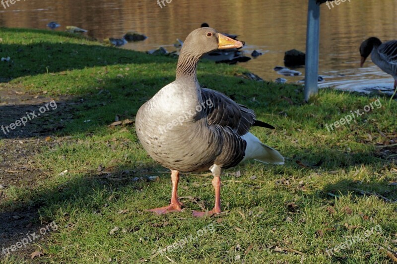 Goose Bird Animal Wild Goose Nature