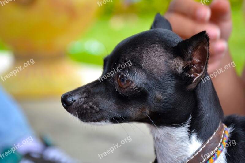 Dog Pincher Miniature Domestic Animal Free Photos