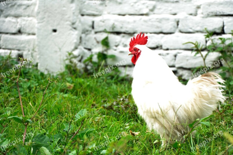 Hen Field Crest Gallo Feathers