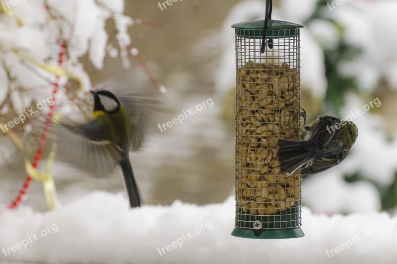 Animals Birds Blue Tit Tit Feeding