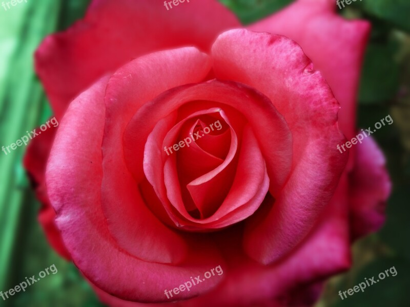 Plant Red Rose Red Pink Flower