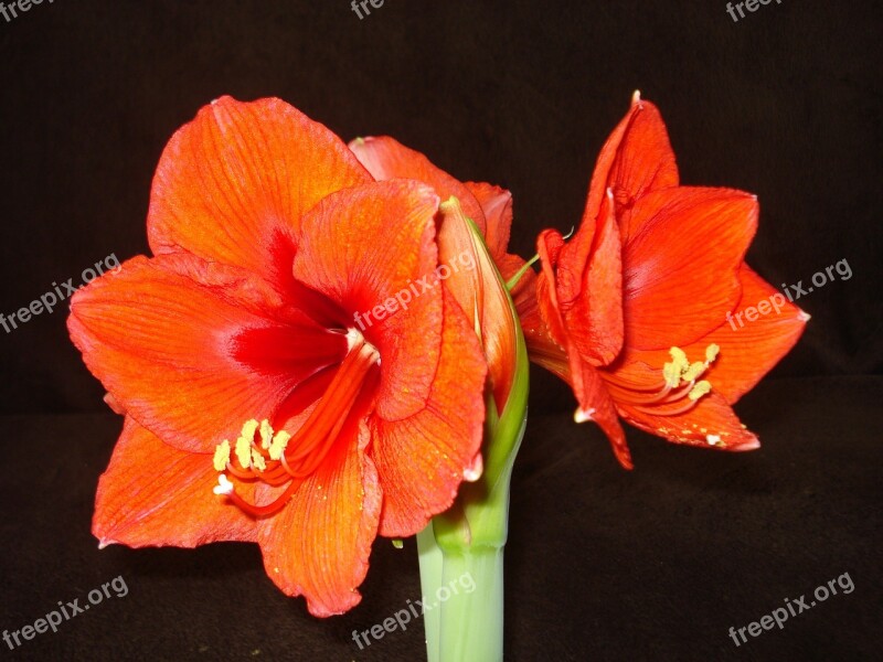 Amaryllis Red Flower Flower Free Photos