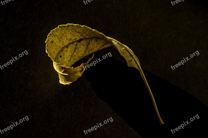 Leaf Yellow Autumn Leaves Dry Leaf Yellow Sheet